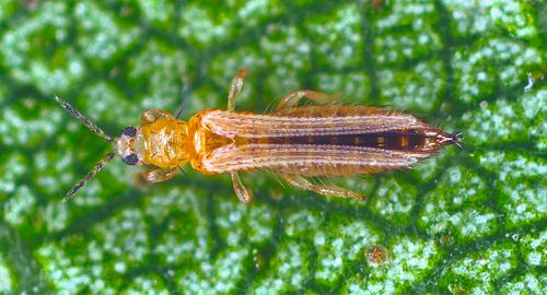 Фото: пресс-служба ФГБУ «ЦОК АПК»